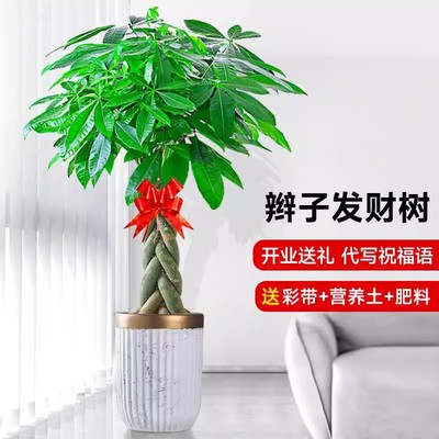 乔迁开业发财树盆栽室内好养大型招财树绿植物客厅办公室花卉盆景
