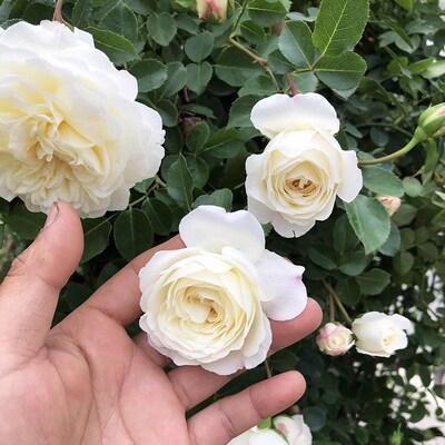柴可夫斯基爬藤月季母本大苗庭院多季蔷薇花苗藤本大花玫瑰花地栽