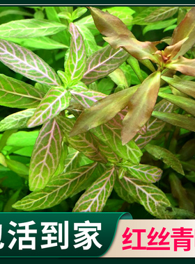 红丝青叶鱼缸造景真水草中后景水下叶有茎类新手懒人活体淡水装饰