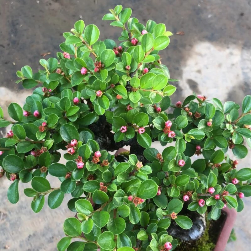 荀子盆景造型独特四季开花结果植物红花耐寒露天室内阳台熟桩绿植