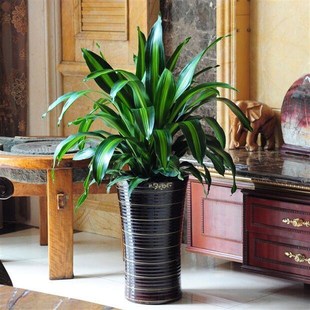 花卉木 金边巴西铁树盆栽 客厅绿植 室内植物 也门铁 香龙血树