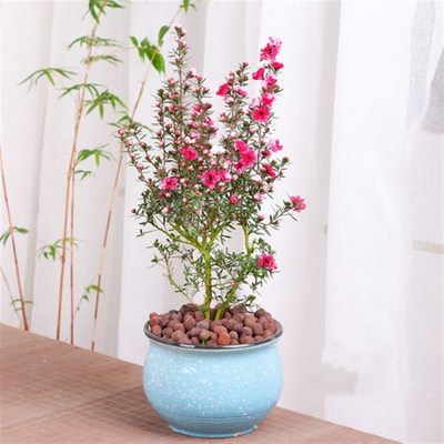 澳洲松红梅一树多色耐寒绿植花卉盆栽阳台客厅庭院带花苞花期超长