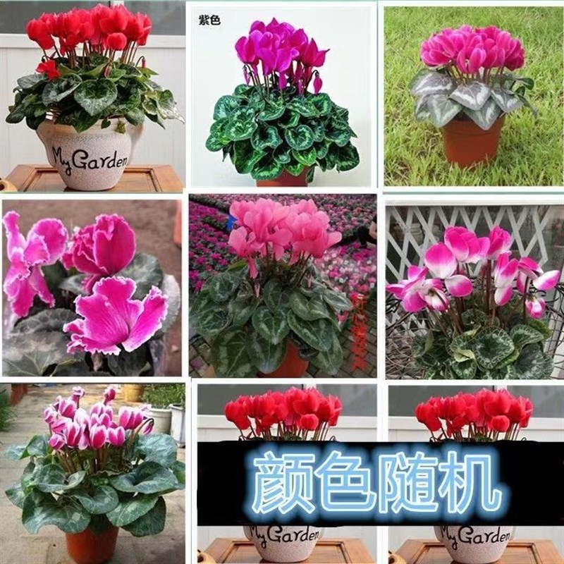 买一送一仙客来小苗盆栽四季开花植物大花花卉多年生好养球根植物