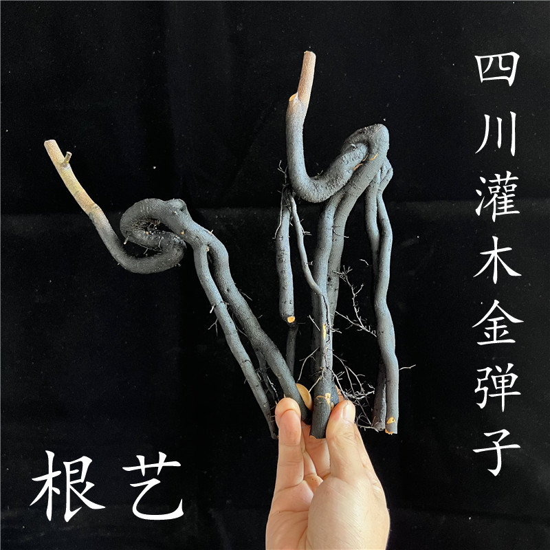 金撢子一物一拍微型悬崖造型好看精品弯根艺掌上练手桩弯根艺树材