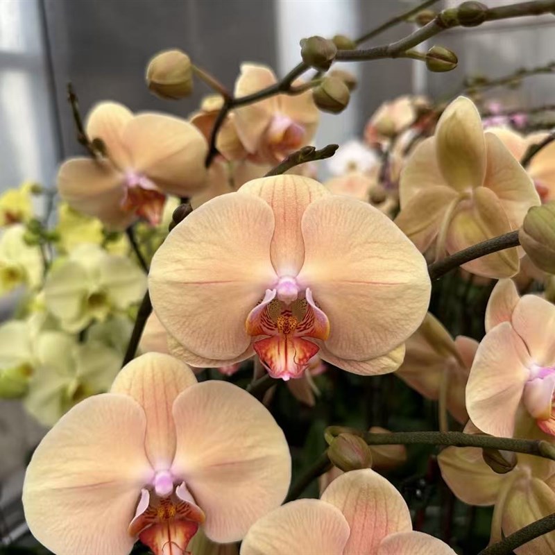 维纳斯蝴蝶兰寸苗无花剑趣味蝶鲜花室内植物花期优选