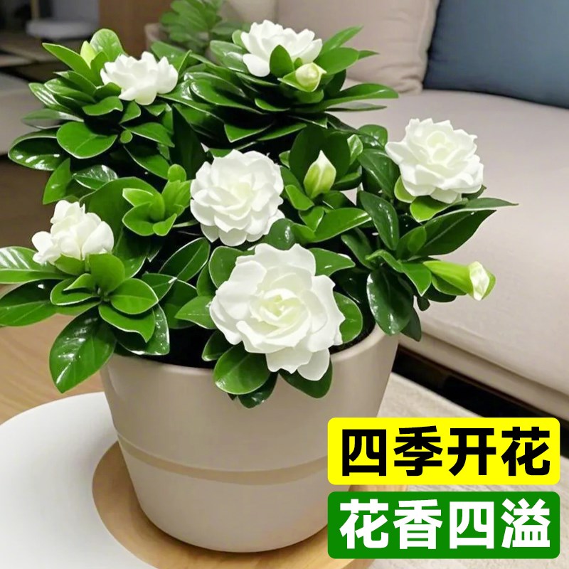 大叶栀子花盆栽四季开花办公室客厅室内绿植树苗桌面盆景植物好养