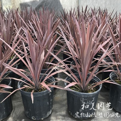 澳洲朱蕉 金边丝兰 花镜朱蕉 红星红巨人庭院花镜植物多年生包邮
