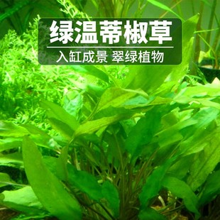 鱼缸造景活体中纤景椒草绿温蒂椒草淡水懒人鱼缸水族箱装饰观赏草