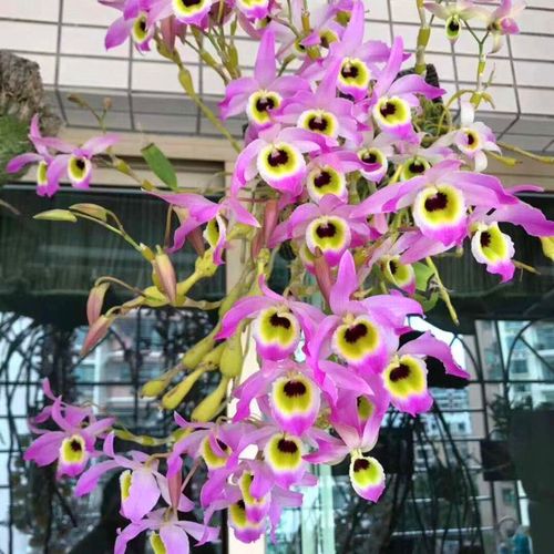 蜂腰石斛丛苗 棒节石斛 附生吊兰花卉绿植盆栽观赏石斛花洋兰包