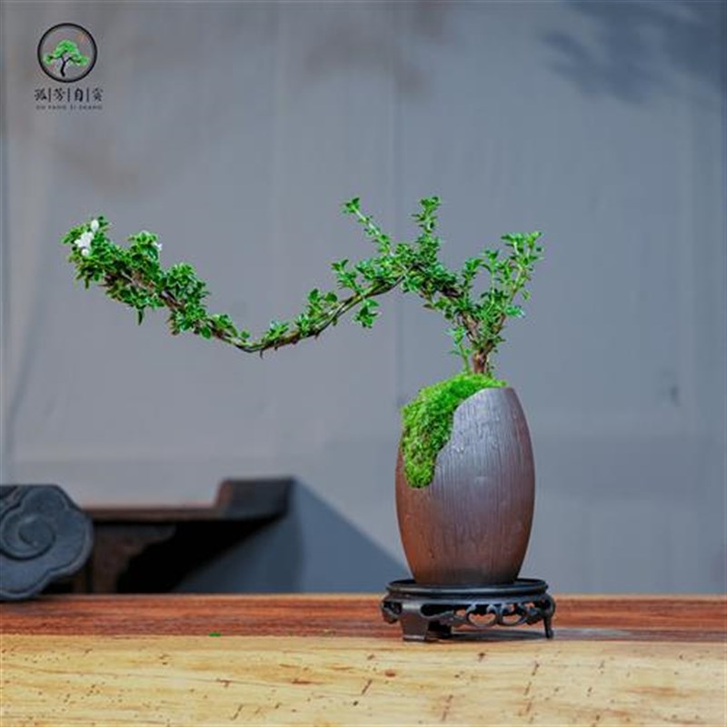 金边六月雪室内绿植桌面造型微小盆景盆栽开花植物