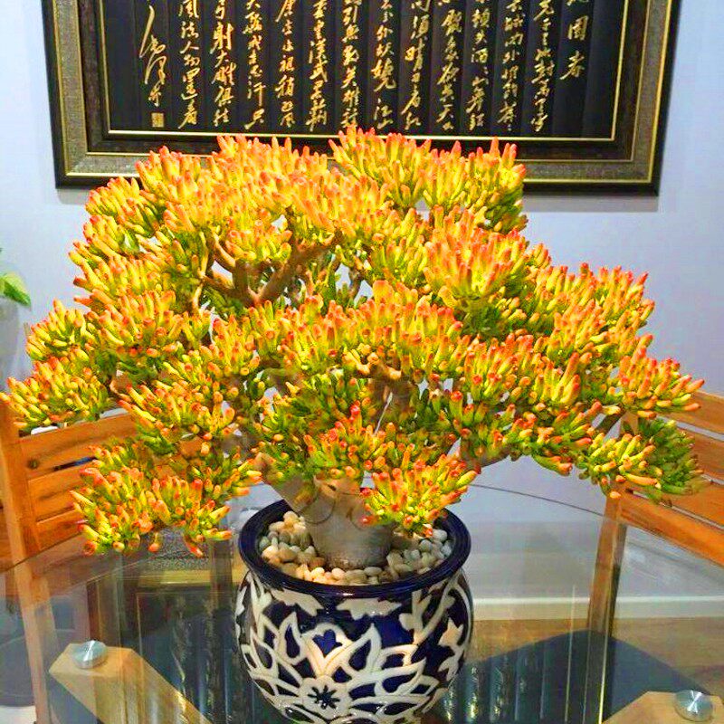 超大吸财树稀有老桩精品贵货多肉植物绿植花卉室内盆栽阳台防辐射