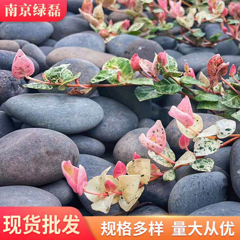厂家灰色鹅卵石灰色雨花石抛光石黑石景观石灰石子