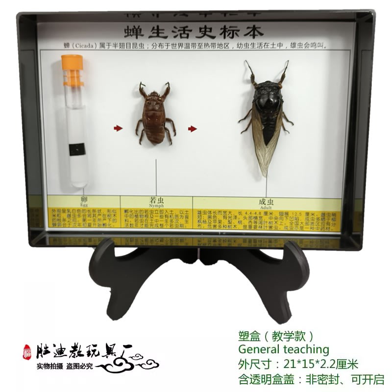 幼儿教学动植物标本儿童认识昆虫科学实验室配套矿物岩石化石标本