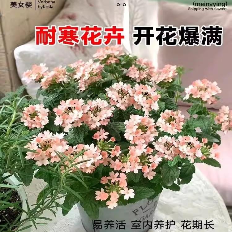 美女樱种子四季五色梅室内花卉种子阳台盆栽春秋庭院耐寒垂吊花籽