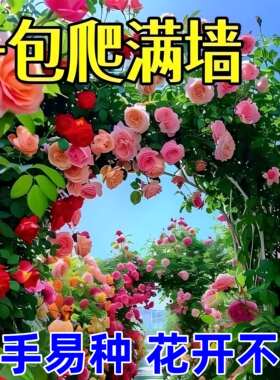 蔷薇花种子四季播种大花蔷薇爬藤月季花种子爬藤攀援植物花卉种子