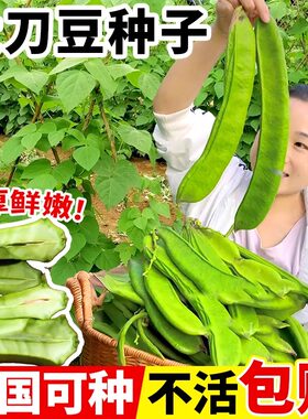 大刀豆种籽爬藤无架豆角老品种孑农作物四季蔬菜种子庭院圆豆子苗