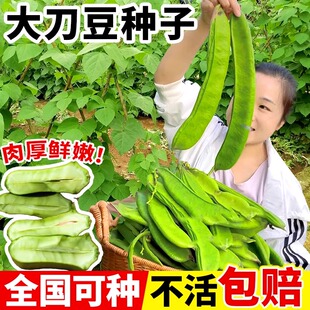 大刀豆种籽爬藤无架豆角老品种孑农作物四季蔬菜种子庭院圆豆子苗