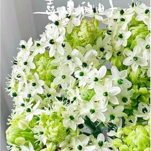 天鹅绒种球伯利恒之星四季播种开花盆栽阳台好养活耐寒虎眼万年青