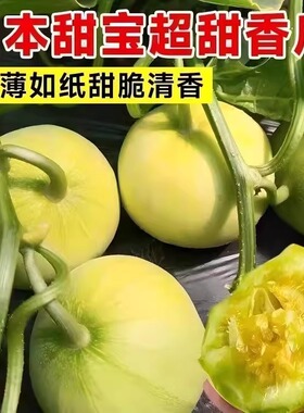 日本甜宝甜瓜种籽特大白种籽春季四季种孑水果种子香瓜籽超甜