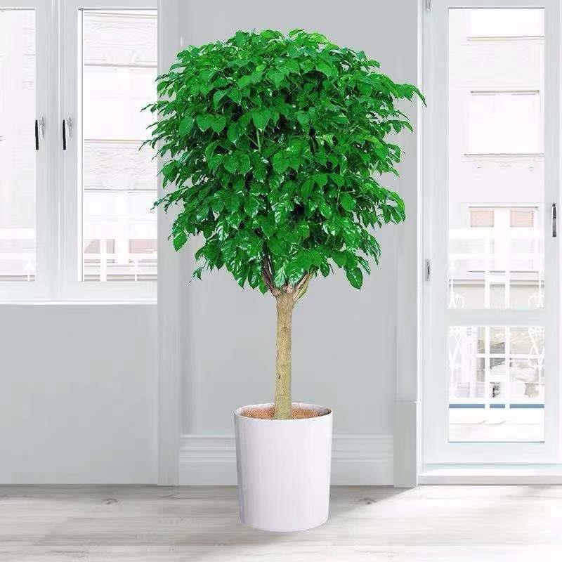 丛生独杆幸福树盆栽大型绿植花卉树盆栽室内客厅办公室植物盆景