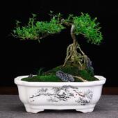 紫砂高温流釉花盆小号长方形四方签筒手绘白泥花卉园艺盆景盆