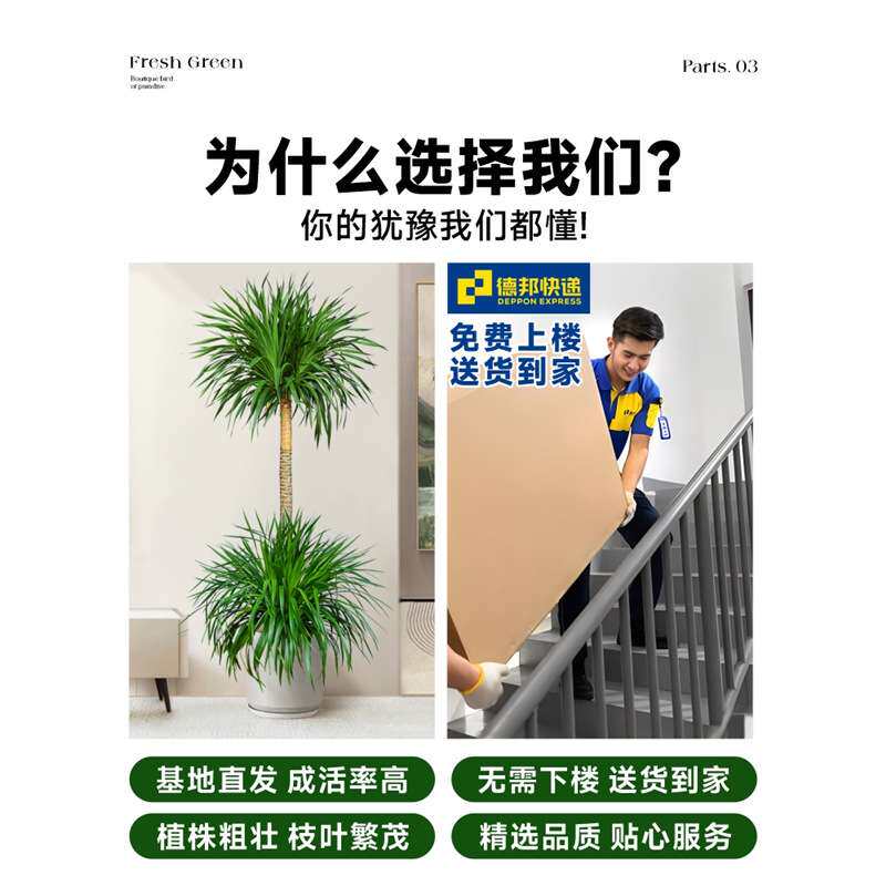 龙血树盆栽绿植室内大型客厅大盆景真花龙铁龙须树办公室落地植物
