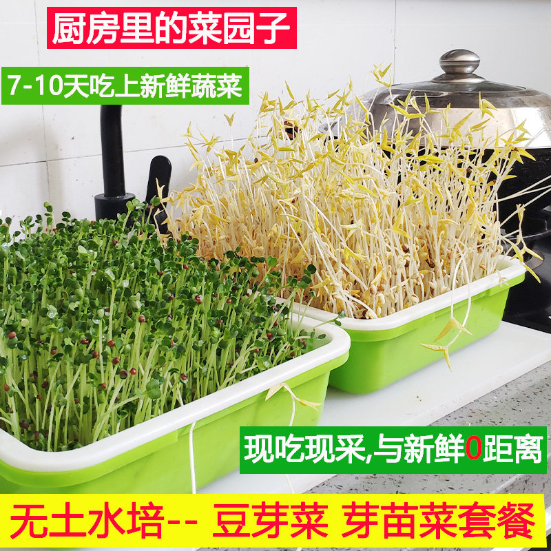 豆芽发芽盆芽苗菜育苗托盘无土栽培水培蔬菜设备豌豆种植芽菜豆苗