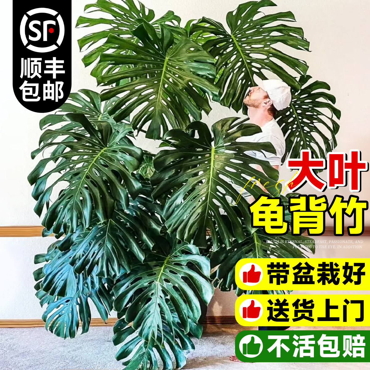 龟背竹大叶老桩开背室内客厅四季大型花卉绿植盆栽家居落地好养活