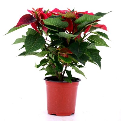 一品红盆栽真花圣诞花卉节日装修乔迁送礼装饰公司办公室前台冬季