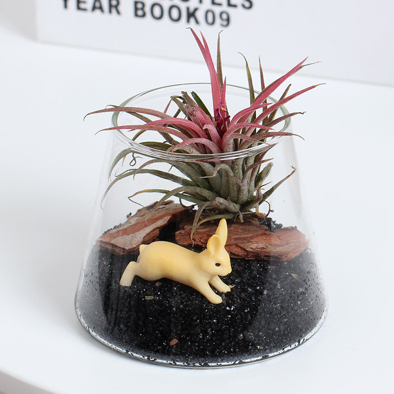 空气凤梨景观室内办公室窗台含盆栽无土创意绿植花卉四季好养