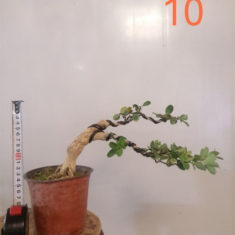 瓜子黄杨盆景绿植盆栽小叶白皮四季长青桌面阳台庭院窗台童子功