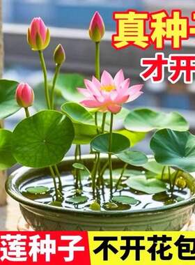 水培植物碗莲花卉室内花四季播种开花种子籽水养荷花盆栽绿植睡莲