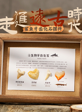 天然古生物化石标本动物创意相框海洋鲨鱼牙齿鼠鲨牙礼品家居摆件