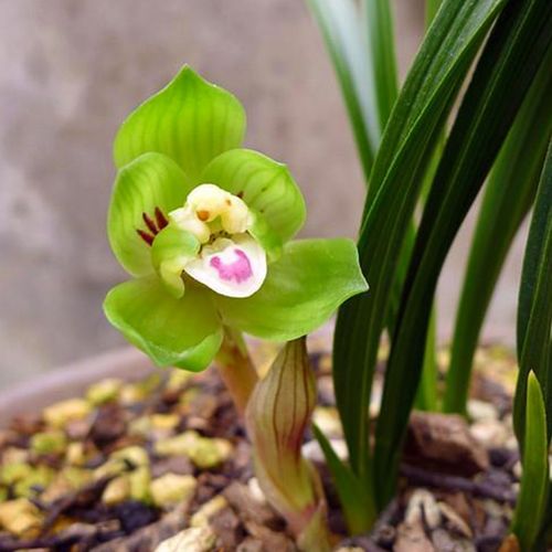 绿云 春兰兰花苗盆栽兰草名贵浓香花苞室内阳台好养花卉绿植盆栽