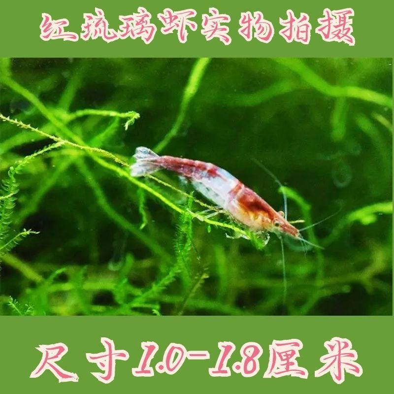 鲜活观赏虾水族除藻虾易繁殖草缸混养工具虾商家拿货实体店进货