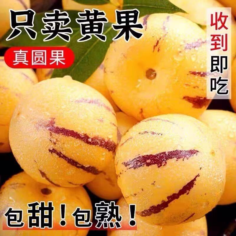 【树上熟-新鲜摘】正宗云南石林人参果树上熟黄肉清甜多汁新鲜