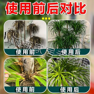 龙血树专用药肥料龙须叶子发黄焦尖枯叶病杀菌营养液植物叶面喷施