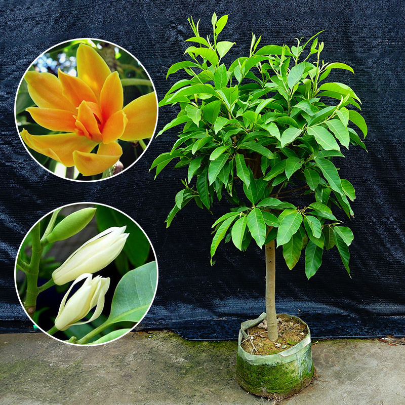 白兰花盆栽树苗带花苞玉兰花室内庭院四季开花浓香花卉黄角兰植物
