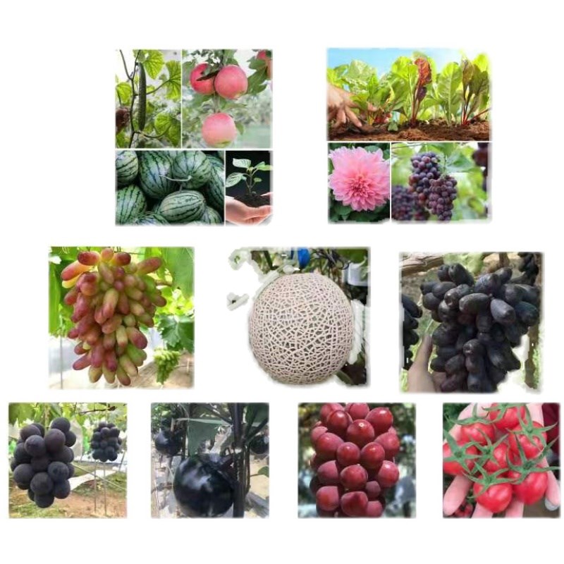 进口螯合糖醇钙液体钙中微量元素叶面肥防裂果膨果增硬度果树蔬菜