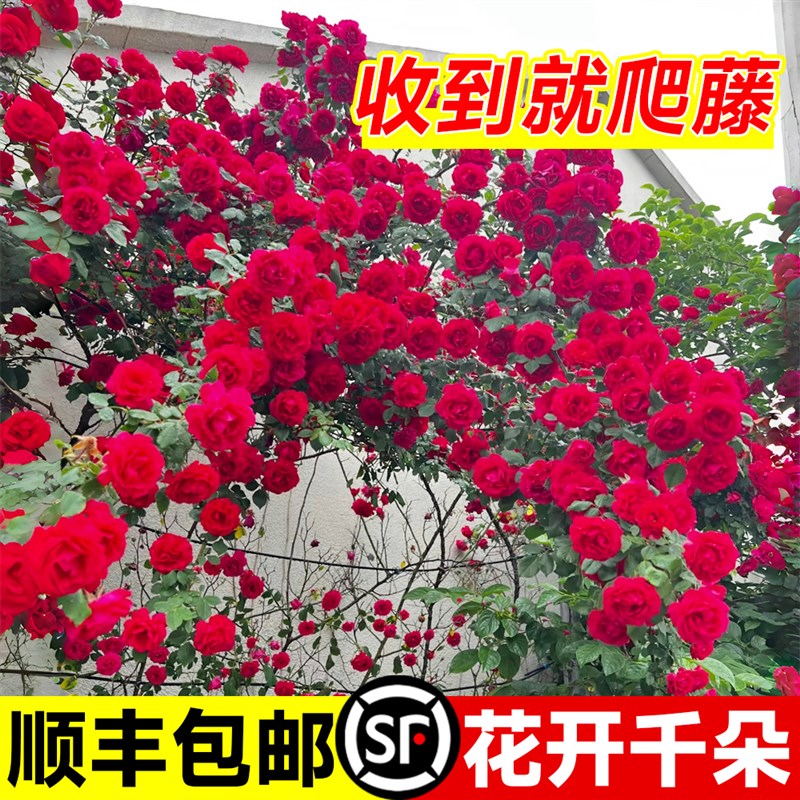 蔷薇花苗爬藤四季开花月季花苗蒂娜盆栽带花苞浓香型藤本爬墙花卉