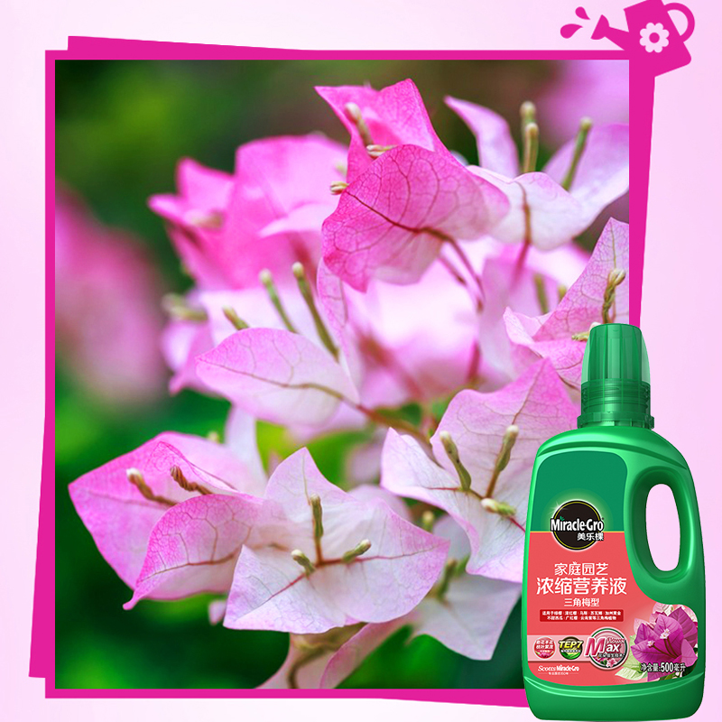 美乐棵不甜西瓜三角梅开花专用营养液肥料花卉盆栽家用催花爆花肥