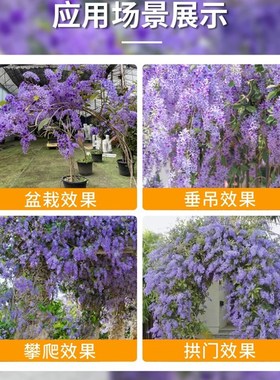 蓝花藤苗泰国大叶兰花藤蓝紫色耐热花卉盆栽庭院四季开花爬藤植物