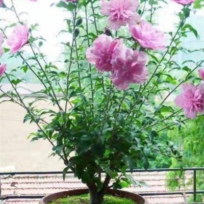 大花重瓣扶桑花苗带花苞发货木槿朱槿庭院室内盆栽四季开花卉绿植