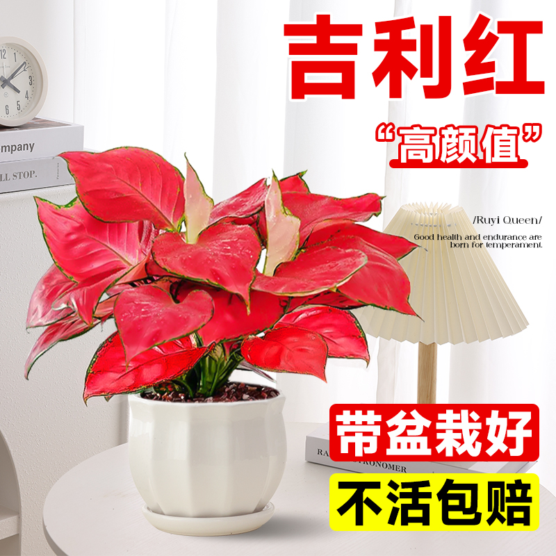 吉利红盆栽如意皇后室内客厅花卉绿植办公室桌面水培植物四季好养
