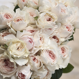 蔷薇花园型稀有玫瑰家居鲜花搭配法式 花气 月季 盛间春事 花束