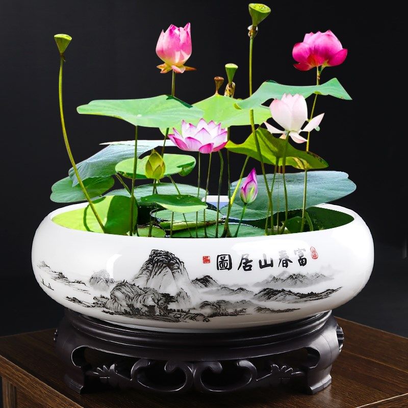 水仙花盆陶瓷大号家用室内无孔铜钱草一叶莲碗莲盆大口径水培器皿