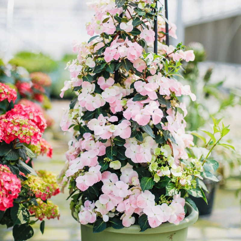 粉色落跑新娘绣球花大苗盆栽阳台庭院可垂吊爬藤绿植物四季开花卉