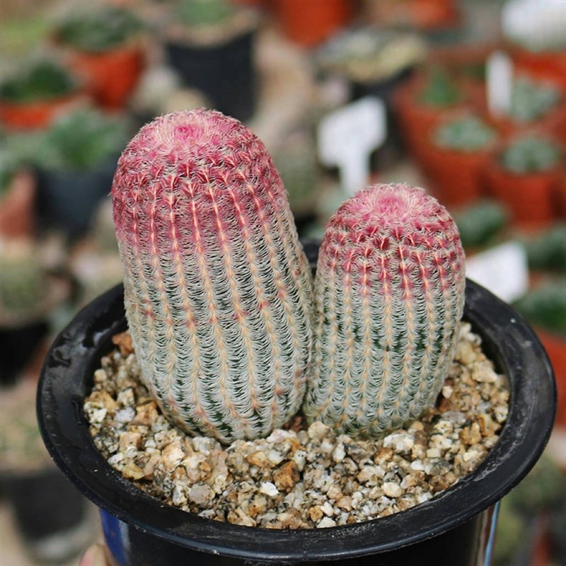 红太阳实生仙人球红刺开花美观好养仙人掌多肉室内小盆栽