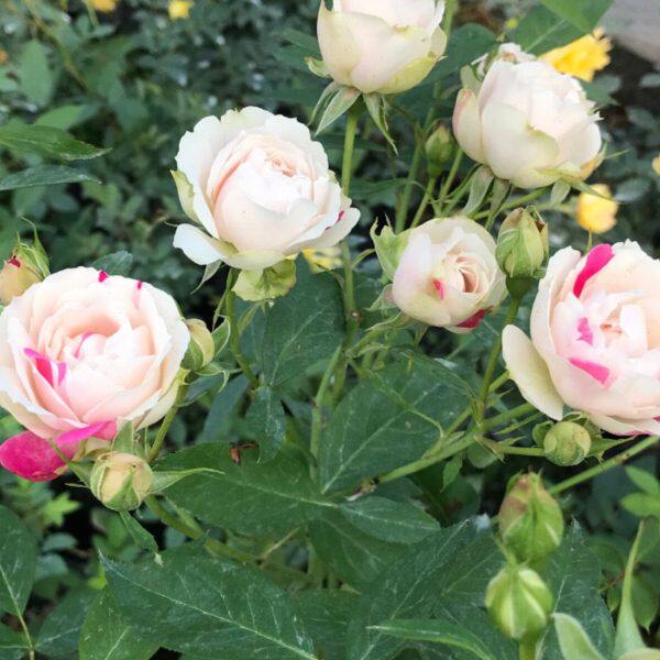 日月 白桃草莓冻糕 丰花蔷薇直立多头勤花爬藤玫瑰藤本月季花苗