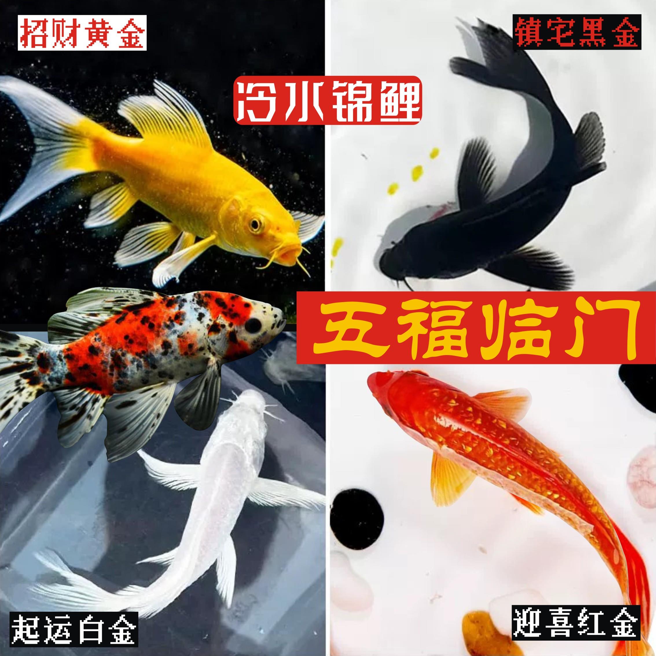 锦鲤鱼活纯种招财冷水观